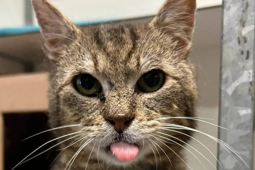 jessy dierentehuis arnhem en omstreken