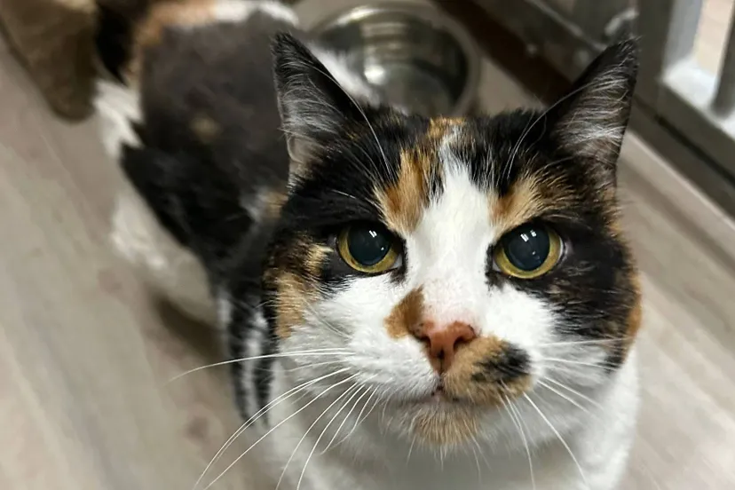 Huisdier van de week - Minoes - Dierentehuis Arnhem en omstreken