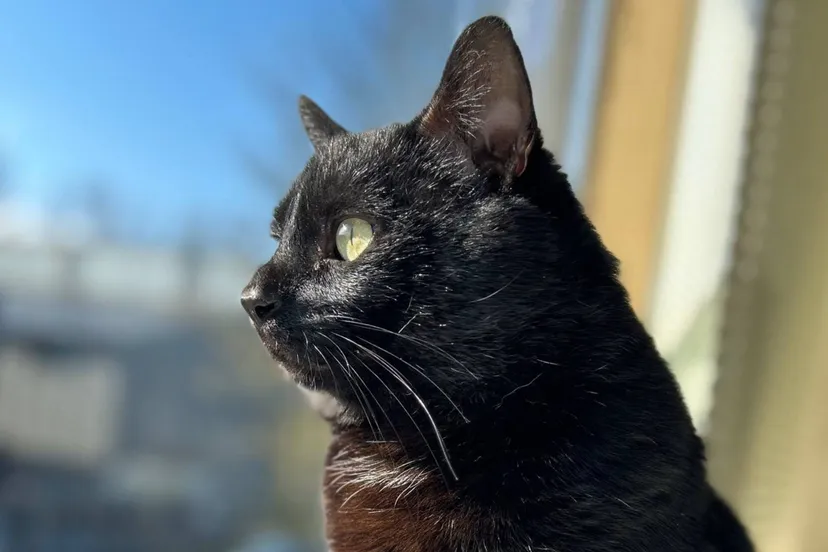 Huisdier vna de Week - Frank - Dierentehuis Arnhem en omstreken