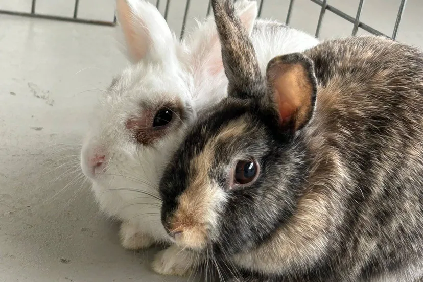 Amy & Basje - Huisdier van de Week - Dierentehuis Arnhem en omstreken