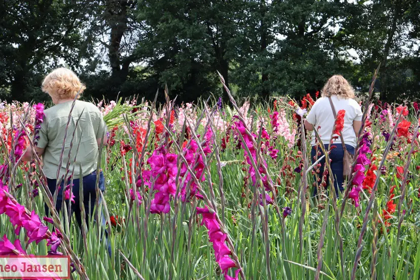 Gladiolenfestival in Laag-Soeren trekt weer veel bezoekers 2025 (7)