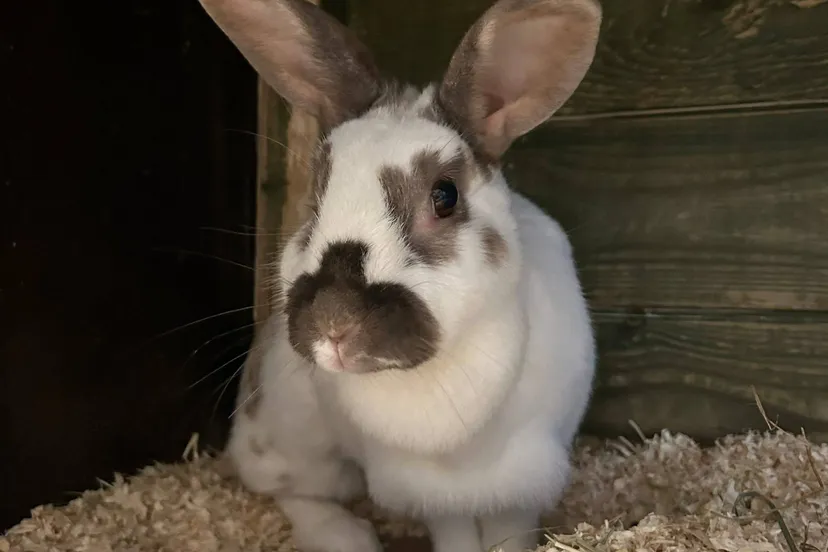 Huisdier van de week - Nola - Dierentehuis Arnhem en omstreken