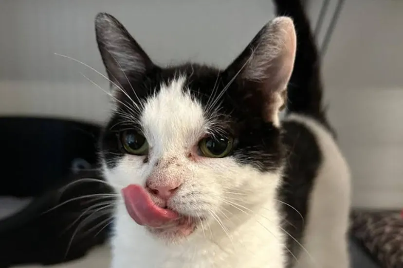 Huisdier van de week - Queenee - Dierentehuis Arnhem en omstreken