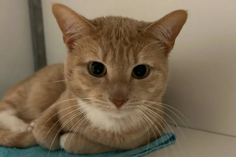 Huisdier van de week - Spencer - Dierentehuis Arnhem en omstreken