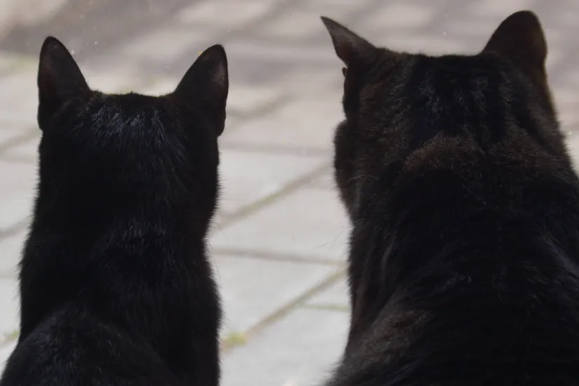 Vriendjes voor het leven - katten