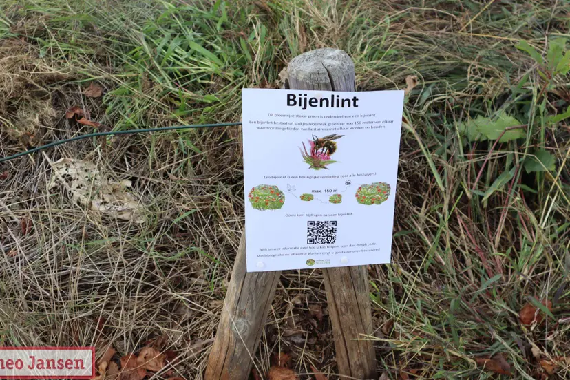 Bijenlint Dieren-West - Rondje Zoom! 13-09-2025 (1)