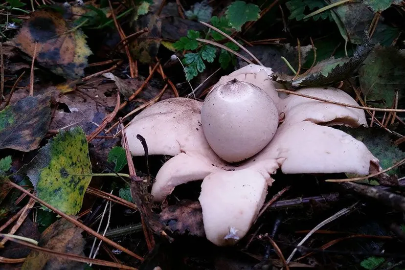 Gekraagde Aardster - IVN Oost-Veluwezoom