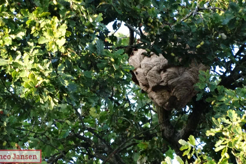 Groot nest Aziatische hoornaar verwijderd in Velp 02-09-2025 (0)