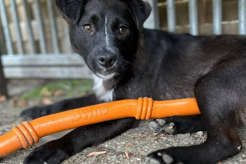 Valentino - Huisdier van de week - Dierentehuis Arnhem en omstreken