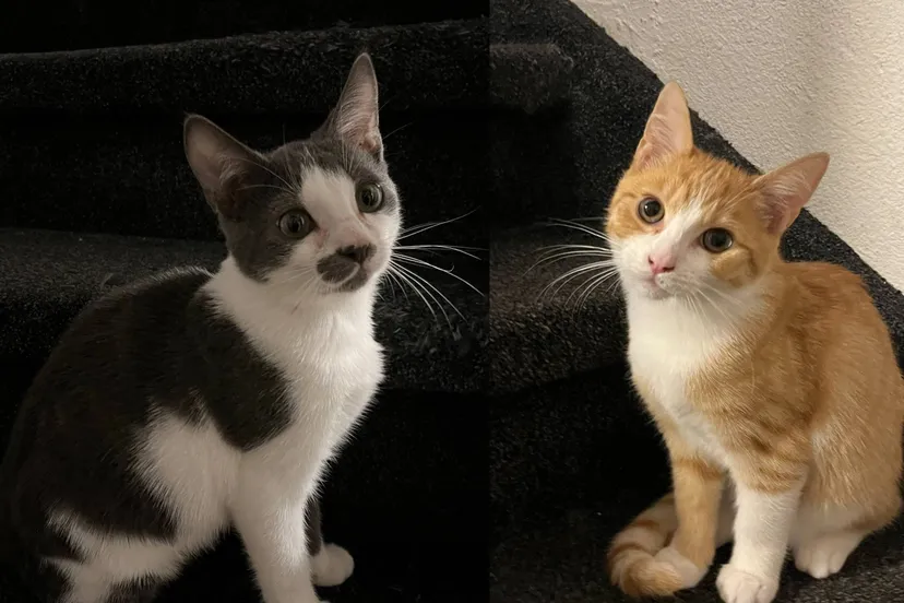 Huisdier van de Week Pip-& Lio - Dierentehuis Arnhem en omstreken