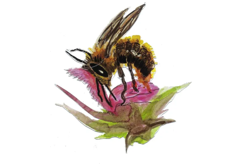 Logo Bijenlint - IVN Oost-Veluwezoom