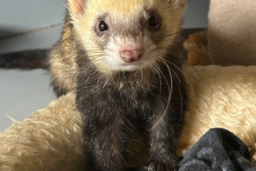 Noodle - Huisdier van de Week - Huisdier van de Week - Dierentehuis Arnhem en omstreken