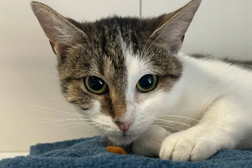 Saar - Huisdier van de week - Dierentehuis Arnhem en omstreken