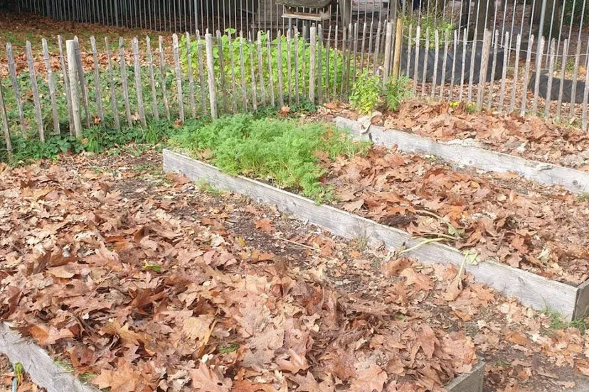 Schooltuinieren - Marjon Weijzen