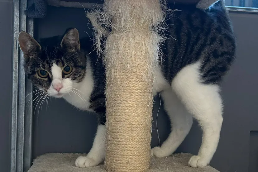 Cleo - Huisdier van de Week - Dierentehuis Arnhem en omstreken