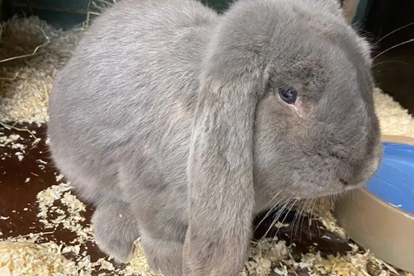 Huisdier van de Week - Lovie - Dierentehuis Arnhem en omstreken (2)