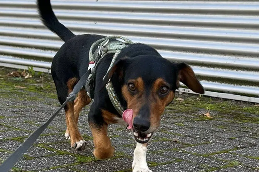 Huisdier van de Week - Pim - Dierentehuis Arnhem en omstreken