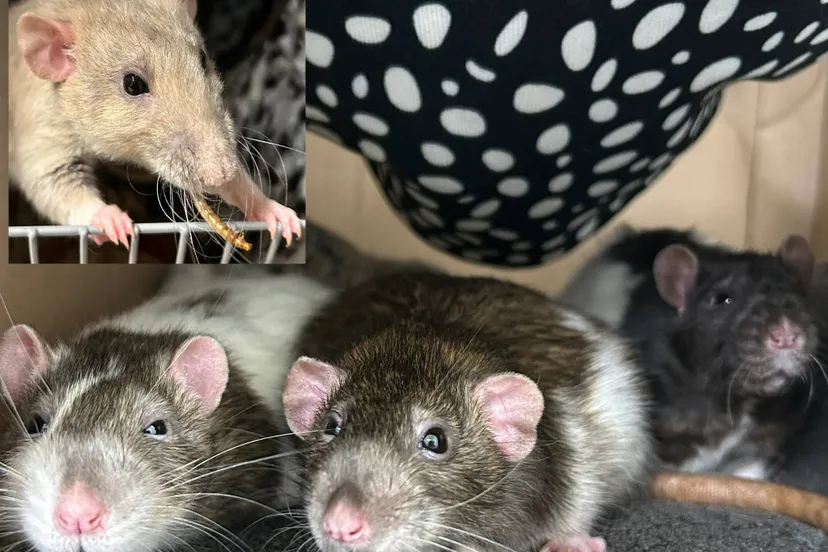 Chazz-Baxter-Ozzie-Husk1 - Huisdier van de Week - Dierenasiel Arnhem en omstreken