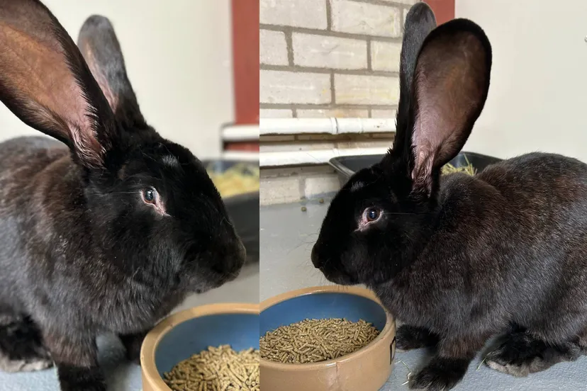 Huisdier van de Week - Minx1 - Dierentehuis Arnhem en omstreken