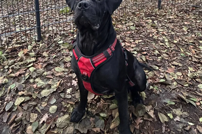 Bailey - Huisdier van de Week - Dierentehuis Arnhem en omstreken