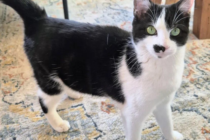 Huisdier van de Week - Bente - Dierentehuis Arnhem en omstreken