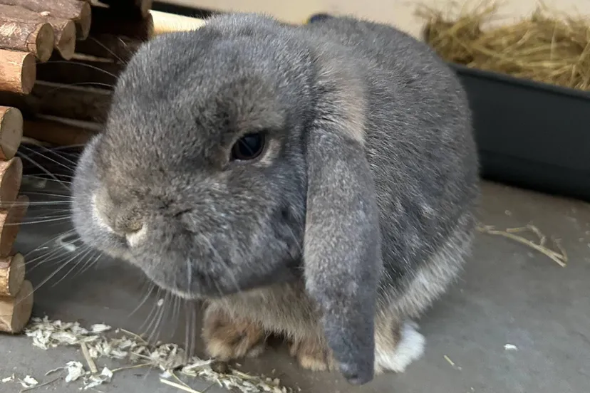Rik - Huisdier van de Week - Dierentehuis Arnhem en omstreken