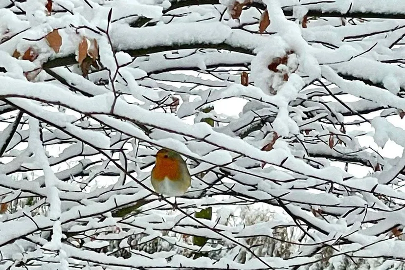 Roodborstje Arjan Vennema