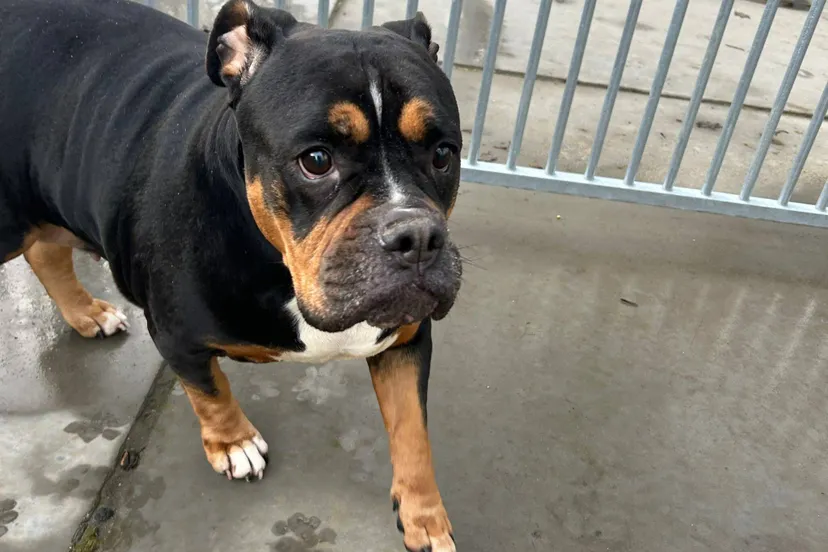 Huisdier van de week - Taja - Dierentehuis Arnhem en omstreken (1)