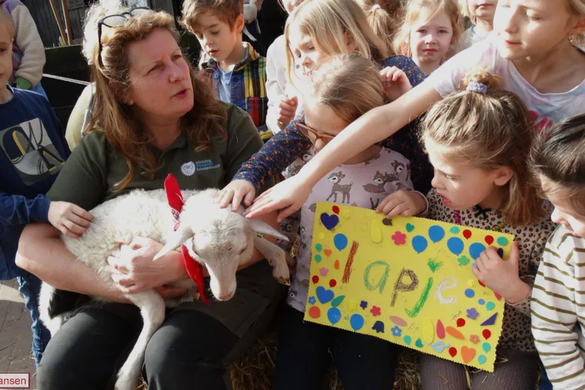 Adoptie eerste lam door kinderen van groep 1 tm 4 van basisschool De Lappendeken 06-03-2026 (5)