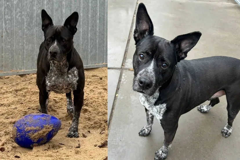 Bertie - Huisdier van de Week - Dierentehuis Arnhem en omstreken
