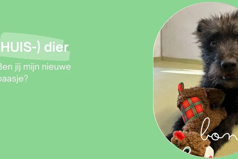 Huisdier van de week - Bono - Dierentehuis Arnhem en omstreken