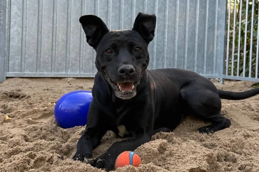 Huisdier van de Week - Pippi - Dierentehuis Arnhem en omstreken 22-03-2026 (2)