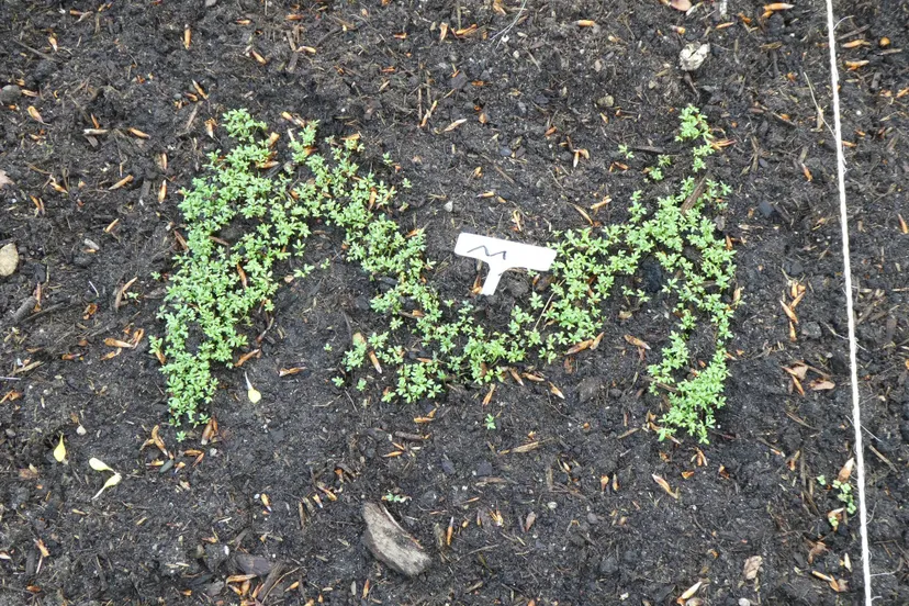 Kindertuin Rozendaal 2 Ria van Doorn