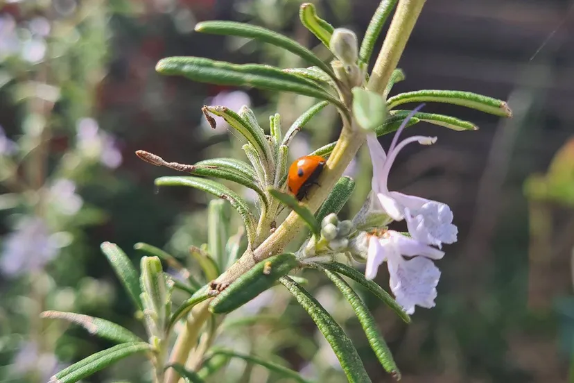 Marjolein lieveheersbeestje RN