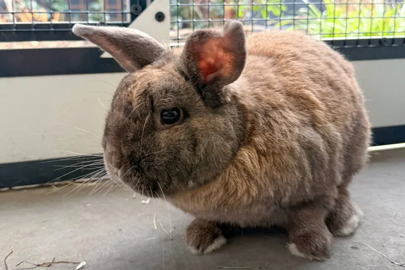 Roderick - Dierentehuis Arnhem en omstreken