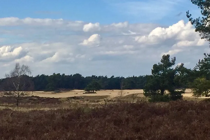 20260511 rozendaalse-zand-2 - IVN Oost Veluwezoom