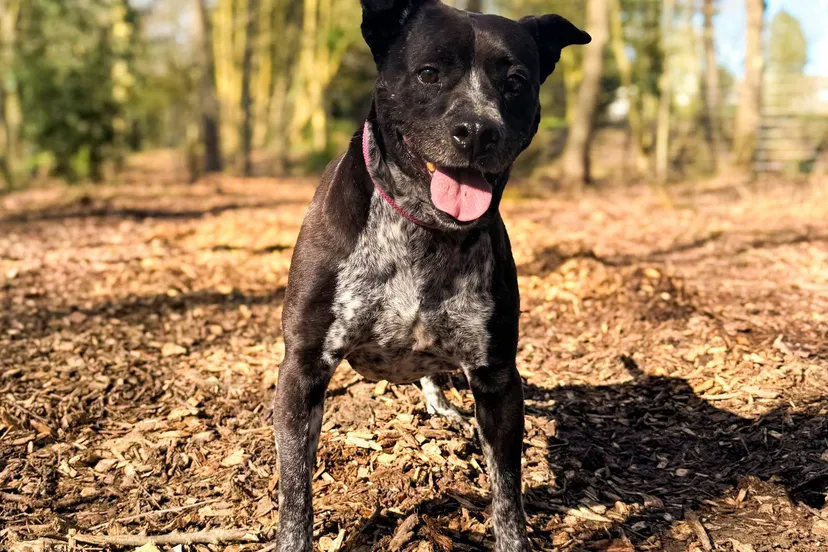 Bertie1 - Huisdier van de Week - Dierentehuis Arnhem en omstreken