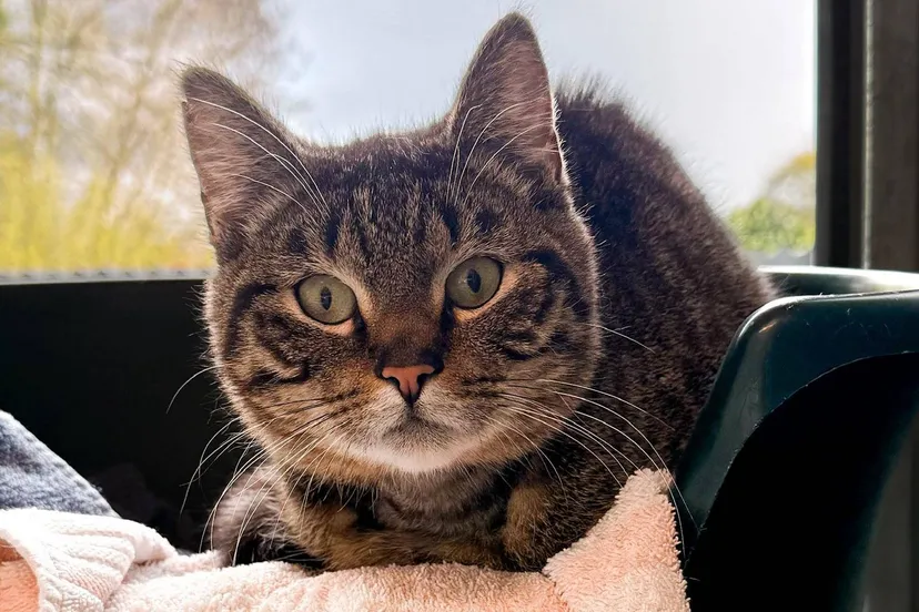 Bibble - Huisdier van de week - Dierentehuis Arnhem en omstreken