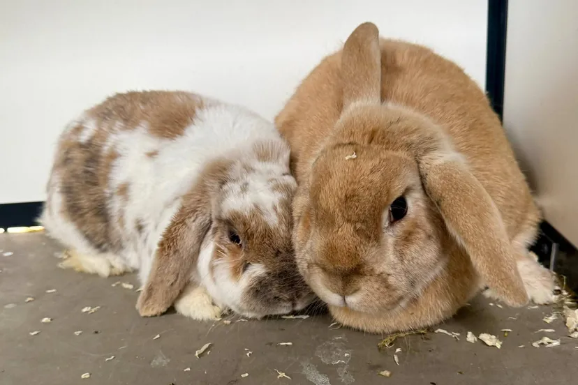 Bob en Major Piet - Huisdier van de Week - Dierentehuis Arnhem en omstreken