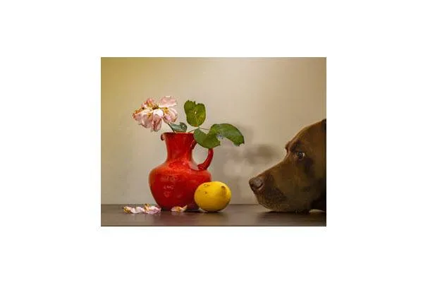 Chez Molly foto Peter Paul Lucker