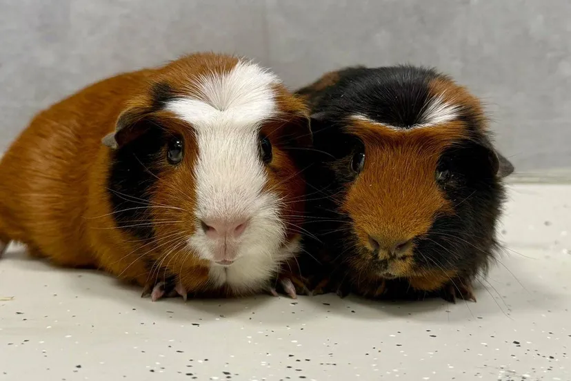 Ewout-0378-Kees-0377