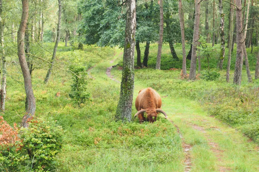 Hooglander in bos - Corlène van den Camp