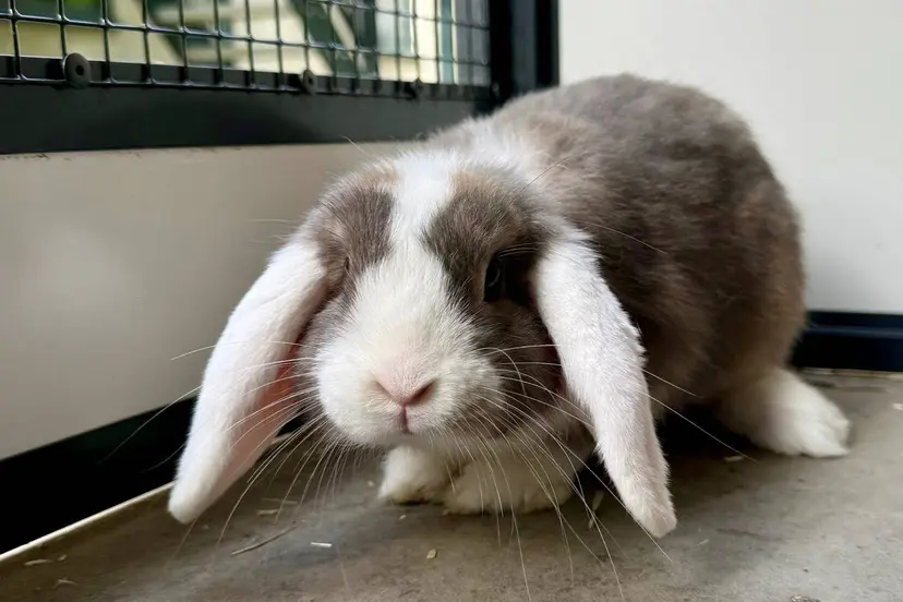 Balisto - Huisdier van de Week - Dierentehuis Arnhem en omstreken