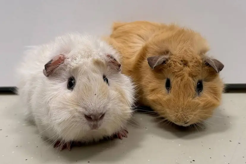 Casper en Spookje - Huisdier van de Week - Dierentehuis Arnhem en omstreken