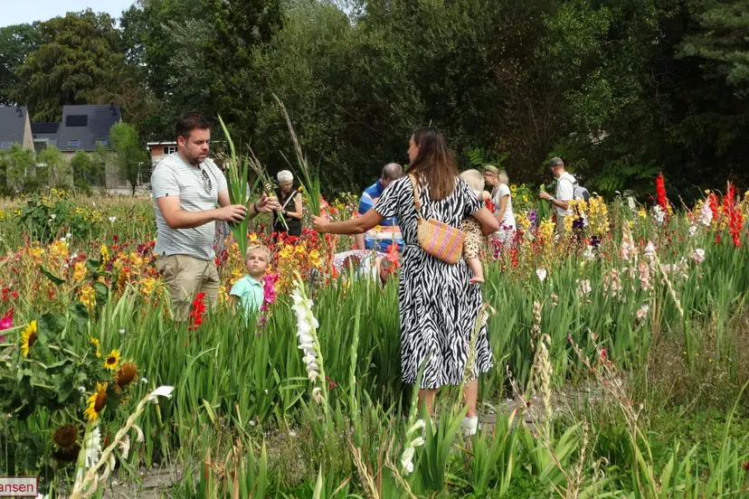 Gladiolenfestival in Laag-Soeren trekt opnieuw veel bezoekers 16-8-26 (11)