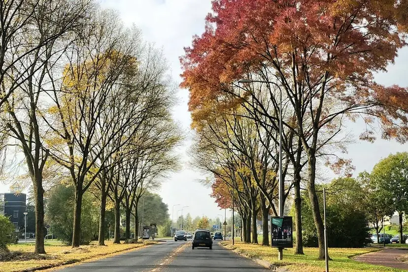 bomen herfst