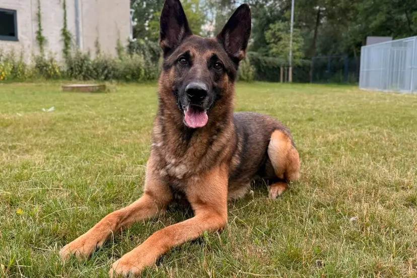 Huisdier van de Week - Dex - Dierentehuis Arnhem en omstreken