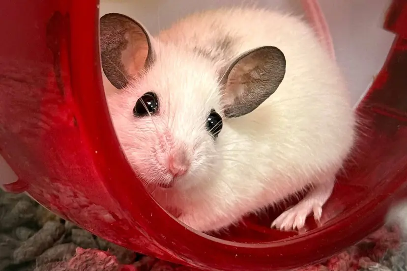 Yoshi - Huisdier van de Week - Dierentehuis Arnhem en omstreken