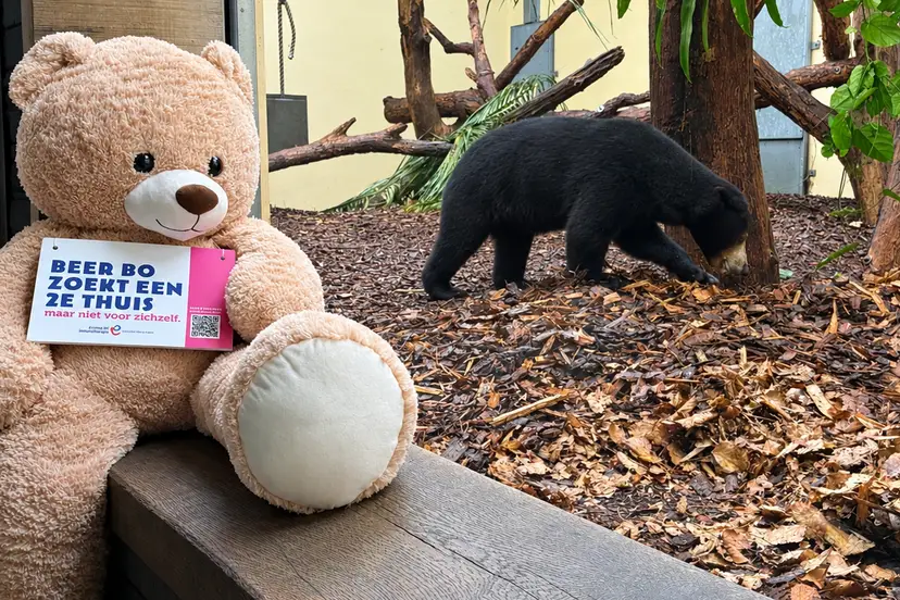 1 Beer Bo zoekt een 2e thuis - Burgers Zoo