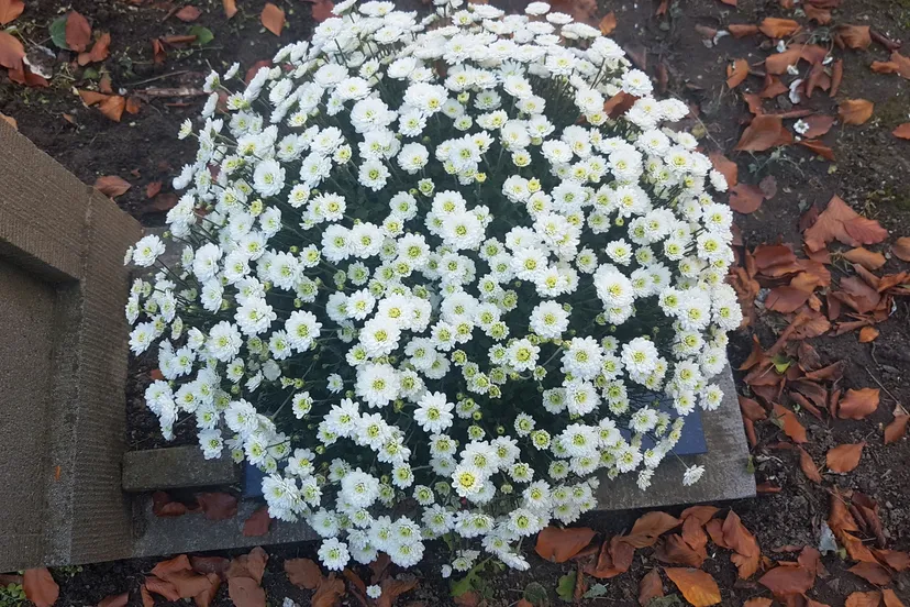 20201031 155222geschaald